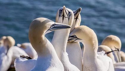 问鼎娱乐app-神户J联5连败却连送恒大上港回家 中日差距太大了