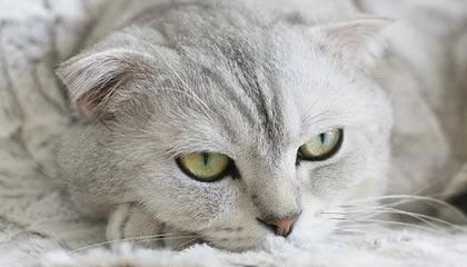 问鼎娱乐app-神户J联5连败却连送恒大上港回家 中日差距太大了