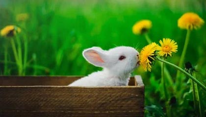 问鼎娱乐网址-【意甲】巴雷拉传射弑旧主 国米3比1逆转卡利亚里